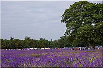 TQ2760 : Mayfield Lavender Farm by Ian Capper