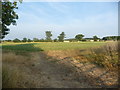 Farmland on the south side of Hobb Lane