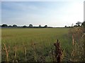 Farmland between Hobb Lane and Floyer