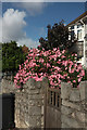 Oleander, Chatto Road, Torquay