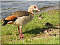 Egyptian goose and chicks by the River Thames upstream of Garrick