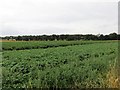 Field of potatoes at Auchenreoch Farm