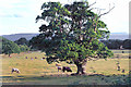 Old Oak Tree by Almeley Road