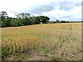 NY3841 : Field of barley by Oliver Dixon