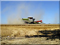 Harvesting wheat