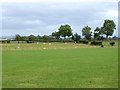 Field with sheep near New House Farm