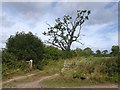NY4142 : Gateway and tree near Ivegill by Oliver Dixon