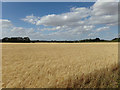 TL8427 : Farmland off Newhouse Road by Geographer