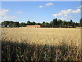 Wheat field and former walled garden at Becca Hall