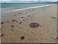 NH8058 : Jellyfish on the beach Whiteness Head by valenta