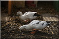 View of ducks in Deen City Farm