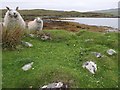 Stone circle (and nosy sheep) by Loch Seaforth/Loch Shiphoirt, Isle of Lewis