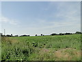 Sugar beet crop at Deopham Stalland