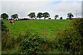 Cows on a hill, Shannaragh