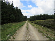 NZ0196 : Northern Harwood Forest by T  Eyre