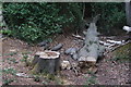 View of a felled tree next to the road at High Beach