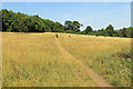 Field in Bois Wood