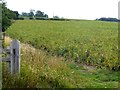 Field of beans near Townfoot Farm