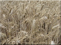 NT5982 : Awned wheat at Gleghornie by M J Richardson