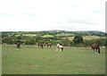 Horses near Oliver Ings Bridge