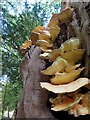 NZ1265 : Sulphur Polypore (Laetiporus sulphureus) on oak, Close House by Andrew Curtis