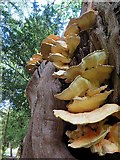NZ1265 : Sulphur Polypore (Laetiporus sulphureus) on oak, Close House by Andrew Curtis