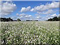 NZ1168 : Fodder radish crop near Rudchester by Andrew Curtis