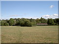 A field with some protected trees