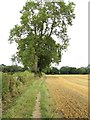 SE3491 : Ash tree by the path by Gordon Hatton