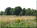 Field between the River Ash and the River Thames