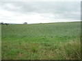 Grassland near Great Todber