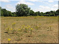 Ragwort in a field east of Walton Bridge Road