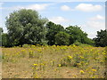 Ragwort in a field east of Walton Bridge Road