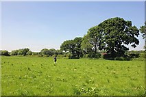 SJ4058 : A field near Aldford by Jeff Buck