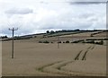 Cereal fields at Low Baldersbury