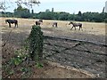 Horses in a parched paddock near Bray