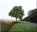 Lane near Folkingham