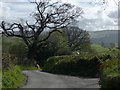 Lane north of Tanrallt Farm