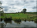 SE3268 : Cattle grazing, south of Littlethorpe by Christine Johnstone
