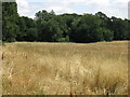 Field and woodland south of Engine River