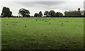 Grazing sheep in a Stapeley field