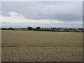 Wheat field at Panbride