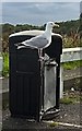 NZ3669 : Guard gull, come feed me by Chris Morgan