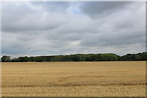 SE4349 : View towards Willowgarth Plantation by Chris Heaton