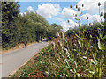 Back Lane, Bretforton