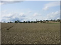 Wheat field near Balmain