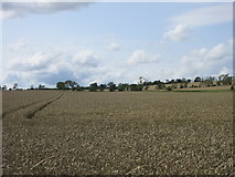 NO4106 : Wheat field near Balmain by Scott Cormie