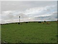 Cattle by Skilmafilly