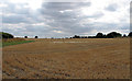 Recently Harvested Crop Field, Roxwell