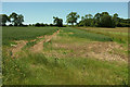 SE3074 : Wheat by Ripon Rowel Walk by Derek Harper